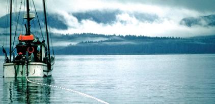CapeHasonpickingfog