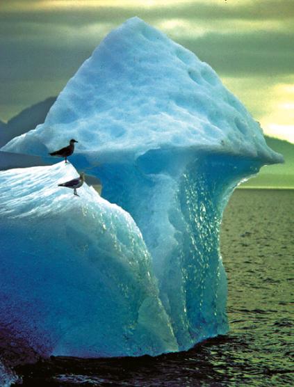 icebird