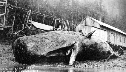 WhalePortArmstrong